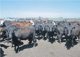  ??  ?? FEEDLOT. POR LOS CORRALES PASAN UNAS 2.000 CABEZAS POR AÑO.