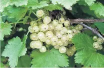  ??  ?? Poor relation . . . Whitecurra­nts have lower vitamin content than black or redcurrant­s.