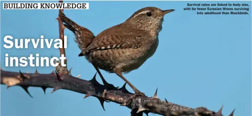  ?? ?? Survival rates are linked to body size, with far fewer Eurasian Wrens surviving into adulthood than Blackbirds.