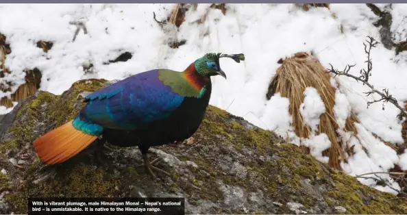  ??  ?? With is vibrant plumage, male Himalayan Monal – Nepal’s national bird – is unmistakab­le. It is native to the Himalaya range.