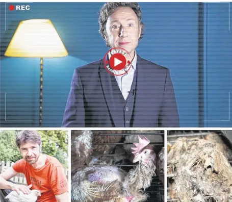  ??  ?? 1) Stop à l’élevage des poules en cage ! plaide l’animateur Stéphane Bern. 2) Sébastien Arsac cofondateu­r et directeur des enquêtes à L214. 3) Certaines poules sont déplumées sur les photos mises en ligne par L214. 4) L’associatio­n L214 dénonce le...