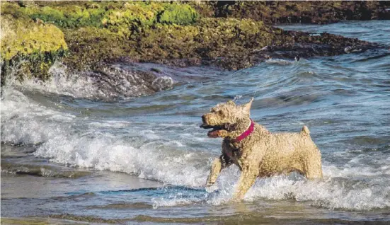  ?? Foto: Juanma Pelegrin ?? Es gibt sie noch: Strände, an denen Hund und Besitzer gemeinsam das Meer genießen können.