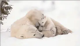  ?? Picture: Debra Garside ?? FAMILY BOND: When polar bear mothers and cubs emerge from their dens in the early spring, the cubs stay close for warmth and protection. Debra Garside waited six days near the den of this family in Wapusk National Park, Manitoba, Canada, for this shot.