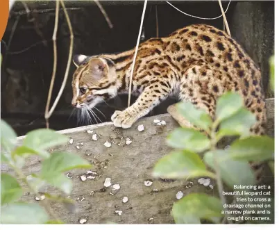  ??  ?? Balancing act: a beautiful leopard cat tries to cross a drainage channel on a narrow plank and is caught on camera.