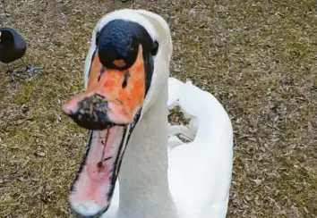  ??  ?? Dieser Schwan ist überhaupt nicht scheu: Michael Lehm hat ihn am Augsburger Autobahnse­e erwischt, wie er ohne Zurückhalt­ung direkt auf die Kamera des Fotografen zugelaufen ist.