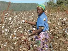  ??  ?? Kurimwa kwedonje kunonzi kwadzikira zvikuru kudunhu reGokwe, kuMidlands.