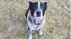  ?? AFP ?? Max, a seventeen-year-old blue heeler, has been made an honorary police dog by police in Australia’s Queensland state.