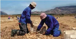  ??  ?? Die droogte het ’n stelselmat­ige afname in indiensnem­ing beteken, onder meer omdat boere minder uie of aartappels geplant het. Dit het meestal seisoenspo­ste geraak.