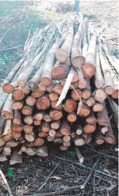 Mtuba forest cleared to tackle crime - PressReader