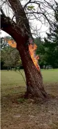  ??  ?? BELOW: The Texan tree that caught fire from the inside.