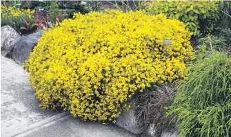  ??  ?? Above: Genista 'Lydia' is a domed, spreading shrub that becomes a mass of sunny yellow flowers in late spring and early summer.