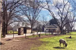  ?? BILL BARROW/ASSOCIATED PRESS ?? Animals graze outside former U.S. President Jimmy Carter’s boyhood home and farm, now a National Parks site, in the community of Archery. Carter’s parents settled in Archery in 1927 as one of the only white families in the nearly all-Black community.