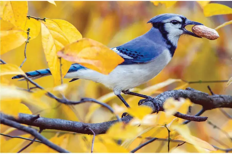  ??  ?? FOOD TO GO This blue jay is likely going to stash its peanut away to eat it later.