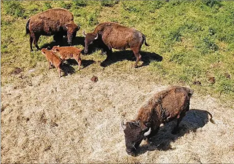  ?? JAY JANNER / AMERICAN-STATESMAN ?? Joe Kotrla’s buffalo stand together on his land. Kotrla also has five dogs, seven pigs, two donkeys, a horse, four doves, 20 pigeons and a macaw.