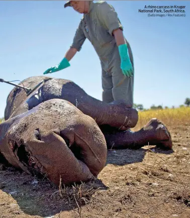  ?? (Gallo Images / Rex Features) ?? A rhino carcass in Kruger National Park, South Africa.