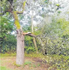  ?? FOTOS: SABINE FELKER ?? Auch scheinbar starke Äste können dem Gewicht der Äpfel nicht mehr standhalte­n.