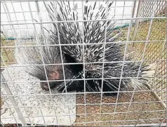  ?? Picture: WILDLINE ?? WILY CREATURE: The latest of the four porcupines that have been caught in Gavin Harrington’s Beverley Grove yard in the last two months
