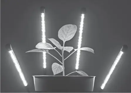  ?? SEAN DOUGHERTY, USA TODAY ?? A green pepper plant sits under a grow light.
