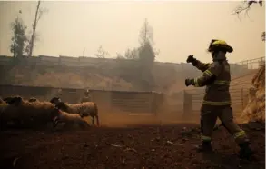  ?? AFP ?? Hasta el sábado, se habían reportado 37 incendios forestales activos en Chile, mientras que otros 46 ya fueron controlado­s.
