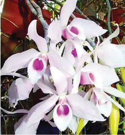  ??  ?? DENDROBIUM ANOSMUM IN SEASON – This is a Philippine native species that is in season at this time of the year. Floriferou­s plants of this variety are expected to be exhibited at the Flora Filipina Expo which will be held from Feb. 24 to March 5, 2019.