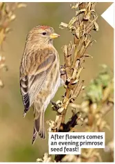  ?? ?? After flowers comes an evening primrose seed feast!