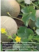  ??  ?? Melone in lubenice se najbolje razumejo s sladko koruzo, bobom, fižolom in rdečo peso, dobrodejno pa nanje vplivajo kapucinke, bazilika in sončnice.