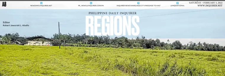  ?? —WILLIAMOR A. MAGBANUA ?? FLATTENED Heavy rains and winds in the last week of January flattened rice fields in 14 villages of Tulunan, Cotabato, causing farmers to incur losses worth at least P143 million, as shown in this photo taken in one of the fields on Thursday.