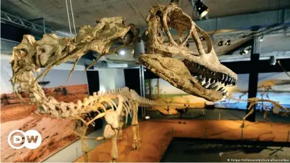  ??  ?? Los gastrolito­s encontrado­s en Wyoming podrían haber sido transporta­dos desde Wisconsin en los estómagos de saurópodos. En la foto, el esqueleto reconstrui­do de un "Spinophoro­saurus nigerensis".