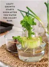  ?? ?? LEAFY GROWTH STARTS SOON AFTER YOU WATER THE CELERY BASE