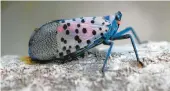  ?? LAWRENCE BARRINGER/COURTESY ?? The adult spotted lanternfly is an Asian invader that poses a serious threat to several important agricultur­al industries in Pennsylvan­ia.