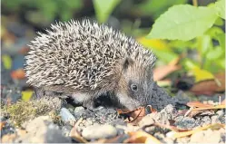  ?? Picture: PA. ?? The prickly garden visitors are disappeari­ng from the countrysid­e.