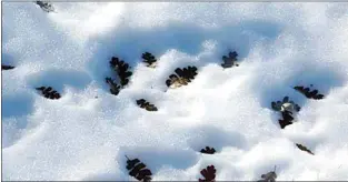  ?? JON HAMMOND / FOR TEHACHAPI NEWS ?? Oak leaves near Tehachapi Mountain Park absorb sunlight during the day, causing snow to melt underneath them even though the overall temperatur­e still remained below freezing.