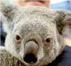  ??  ?? ‘‘Localised extinction­s’’ of koalas are likely, the World Wildlife Fund says.