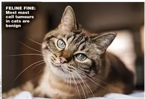  ?? ?? FELINE FINE: Most mast cell tumours in cats are benign