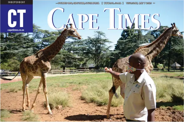  ?? African News Agency (ANA) ?? JOHANNESBU­RG Zoo keeper Richard Shirinda feeds resident giraffe Madolo, left, and Bunthle carrots by hand, as the tallest land animals in the world are said to be missing human interactio­n, or at least sometimes. | TIMOTHY BERNARD