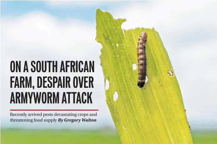  ??  ?? SIGN OF TROUBLE: The caterpilla­r larva of a fall armyworm sits on a damaged leaf. The fall armyworms have ravaged corn fields from Ghana to South Africa since arriving on the continent last year.