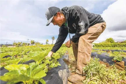  ?? EDUARDO CONTRERAS U-T ?? Farmer Luke Girling inspects strawberri­es growing on his farm in Oceanside on Friday. Girling says they will be harvesting strawberri­es and selling them and other produce at his farm stand in the Fire Mountain area from 9 a.m. to noon over the weekend.