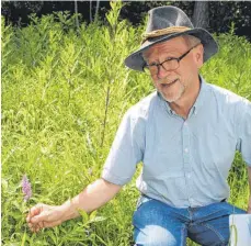  ?? FOTO: JUTTA FREUDIG ?? Das gefleckte Knabenkrau­t steht noch in voller Blüte. Biologe Dietmar Herold entgeht keine der Orchideen am Wegesrand.
