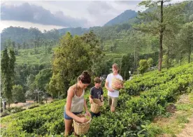  ?? ?? Terraces of green bushes dominate Nuwara Eliya, where tea plantation­s straddle the sharp hills of the central highlands and cascade into valleys