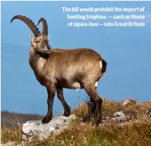  ?? ?? The bill would prohibit the import of hunting trophies — such as those of alpine ibex — into Great Britain
Who is your favourite sporting painter?
15% Will Garfit
37% Alfred Munnings