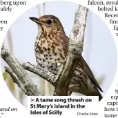  ?? Charlie Elder ?? > A tame song thrush on St Mary’s island in the Isles of Scilly