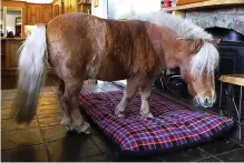  ??  ?? Horse on the hearth: Wee Bob inside the farmhouse