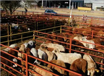  ?? Photo: Contribute­d ?? Equal market… Agricultur­e minister Calle Schlettwei­n yesterday called for all livestock in the country to be treated equally for market access.