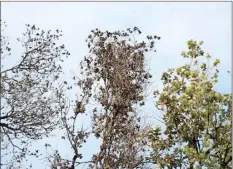  ??  ?? Reporting trees with symptoms of Rapid Ohia Death — branches and trees dying quickly with leaves “frozen” in place — can help managers find and stop Rapid Ohia Death before it becomes widespread.