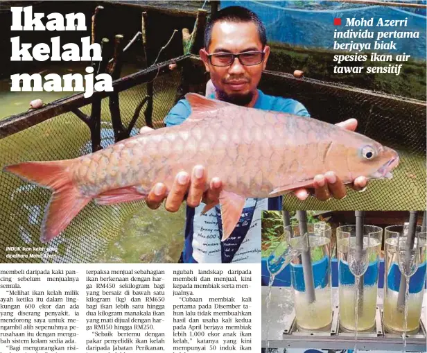 ??  ?? INDUK ikan kelah yang dipelihara Mohd Azerri.
PROSES pembiakan ikan kelah menggunaka­n inkubator.