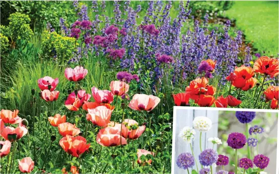  ??  ?? TAKING ROOT: Colourful oriental poppies, above, are easily grown from cuttings. Right: The purple flowers of primula denticulat­a can be achieved by the same method