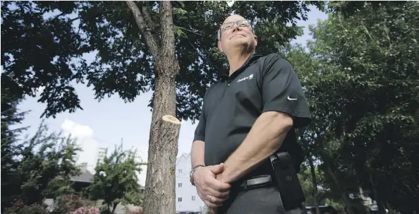  ?? DAVID BLOOM ?? Davey Tree Experts arborist Kevin Cassells, standing in front of a wind-damaged elm tree near 86 Avenue and 108A Street, said the heavy windstorms that have struck the area are not common during the spring months and seem more often in July and August.