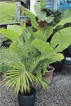  ??  ?? Palms, bananas and elephant ears just get bigger and better in season. Wintering indoors, they often sit in a holding state until moving back into bright outdoor light.