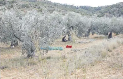  ?? EL PERIÓDICO ?? La campaña de recolecció­n de la oliva en Aragón está a punto de terminar.