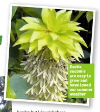  ??  ?? Exotic eucomis are easy to grow and have loved our summer weather